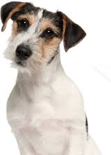 Adopting is a great way of bringing home a dog in need of a loving home. Home Wisconsin Humane Society