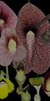 Image result for Aristolochia heppii