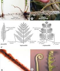 Image result for Mohria marginalis