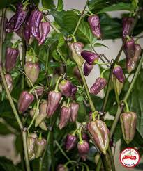 After couple of weeks, i transplanted the bhut jolokia seedlings into a bigger pot and the steady growth started. Fatalii Net C Chinense Purple Bhut Jolokia What A Facebook