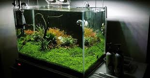 Memelihara ikan di akuarium tidak sekedar yang penting mengisi air, dan pakannya saja. Cara Merawat Air Aquarium Agar Tetap Bersih Dan Kinclong Ikanesia Id
