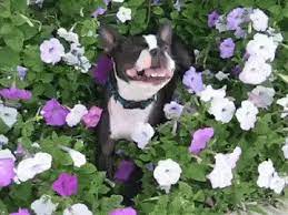 Flowers, flora and bouquet animations. 9 Adorable Puppy Sneezes Trust Us You Need This The Dog People By Rover Com