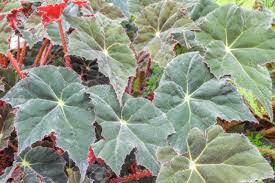 Image result for Begoniaceae