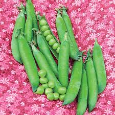 How to pick peas from the garden. Sweet Pick Pea Gurney S Seed Nursery Co