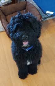 Finally Got Our Puppy We Chose A Mini Berniedoodle We L Ve Him So Much Puppies Mini Animals