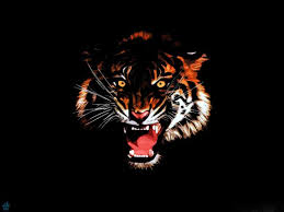 Wallpapers Big Cats Tigers Painting Art Black Background Animals Image 62912 Download Animal Wallpaper Tiger Painting Wild Animal Wallpaper