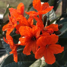 Image result for Geigeria brevifolia