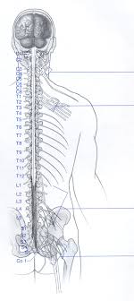 Our crossword puzzle maker allows you to add images, colors and fonts to create professional looking printable crossword puzzles. Https Sweethumananatomy Weebly Com Uploads 2 6 1 1 26118814 The Spinal Cord Worksheet F2018 Pdf
