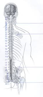 Spinal cord coloring page to color, print or download. Https Sweethumananatomy Weebly Com Uploads 2 6 1 1 26118814 The Spinal Cord Worksheet F2018 Pdf