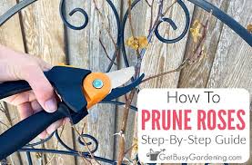 A light pruning removes less than a third of the plant. How To Prune Roses 4 Simple Steps To Trim Like A Pro