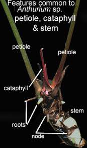 Growing Anthurium Plants Physical Features Of The Anthurium