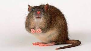 Pada mulanya, bakteria ini dikenal pasti datangnya dari tikus. Bahaya Urine Tikus Ini 10 Penyakit Yang Disebabkan Oleh Tikus Gaya Tempo Co