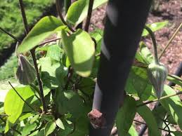 Clematis wilt is a fungal disease formerly called ascochyta clematidina, now known as phoma clematidina. The Heartbreak Of Clematis Wilt Gardeninacity