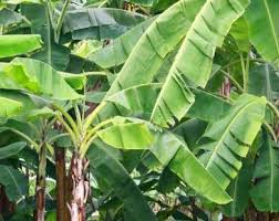 Daun pisang dalam kuliner nusantara memiliki peran utama sebagai pendukung dekorasi, pelengkap, dan pengemas bahan makanan; Daun Pisang Vs Luka Harian Merapi