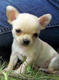 Pictures Of Apple Head Chihuahua Buy Smallish Size Chihuahua Puppies Chihuahua Dogs Cute Dogs