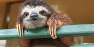 See more ideas about baby sloth, cute baby sloths, cute sloth. 8 Awesome Things You Didn T Know About Sloths The Dodo