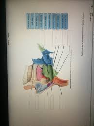 This is a thin wall made of cartilage and bone. Solved Correctly Label The Anatomical Features Of The Nas Chegg Com