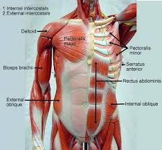 The muscles of the torso are interesting on many levels. Biol 160 Human Anatomy And Physiology Anatomy And Physiology Muscle Anatomy Human Anatomy And Physiology