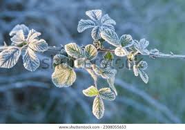Image result for Rubus adolfi-friederici