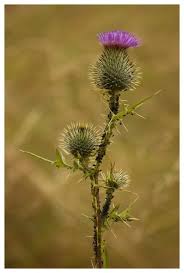 Speer Distel Nature Plants Thistle