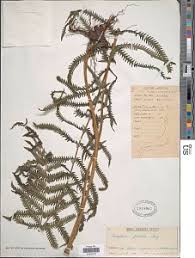 Image result for Pseudocyclosorus