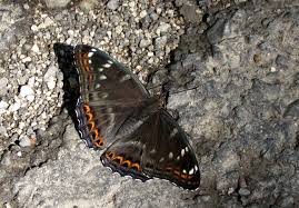 Image result for Limenitis populi