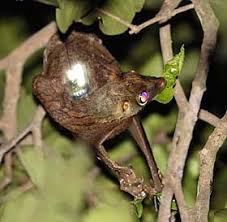 The sunda flying lemur (galeopterus variegatus) and the philippine flying lemur (cynocephalus volans). 02 07 2008 Tracking Gliding Behavior In The Flying Lemur