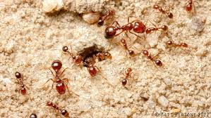 Image result for Fire Ant Sting
