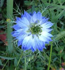 Nigella Damascena The Most Beautiful Blue Color Alien Plants Flowers Garden And Yard
