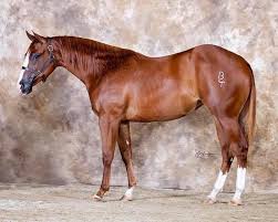 Pin By Katlyn On Brands In 2020 Horses Livestock Animals
