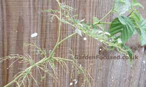 Raspberry leaves medicinal properties and contraindications. Raspberry Pests And Diseases Gardenfocused Co Uk