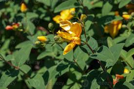 Image result for Hypericum quartinianum