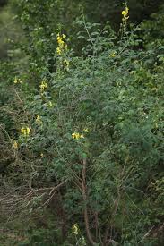 Image result for Crotalaria laburnifolia