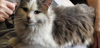 Found Cat in Garage near Larpenteur and White Bear Ave