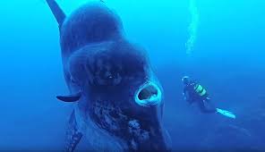 This Creature Of The Deep Is So Large That It Might Inhale A Human Ocean Creatures Underwater Creatures Fish