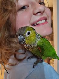Hello all, just got this Black Capped Conure for my daughter.