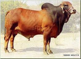 We did not find results for: Christian Beef Cattle Breeds Flashcards Quizlet