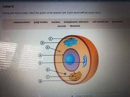 Animal cell structure matching exercise. Using The Word Bank Label The Parts Of An Animal Cell Each Word Will Be Used Brainly Com