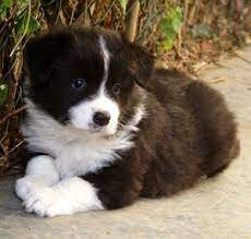 Hey Baby Im Home Si Mi Amor Me Voy A Ir Acostar Contigo Mi Osito Como Te Extrano Collie Puppies Cute Dogs Border Collie Puppies