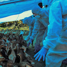 Bird flu infecting a person: A New Bird Flu Jumps To Humans So Far It S Not A Problem The New York Times