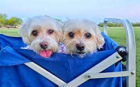 Puppy Luv Animal Rescue added a...