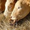 Ciri ayam broiler atau ayam potong yang paling umum adalah warna bulunya yang putih. 1