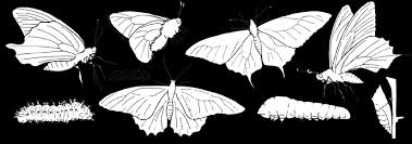 Insetologia - Identificação de insetos: Lepidoptera