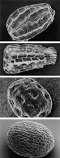 Image result for Micrargeriella aphylla