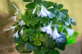 Stadium flowers | stadium flowers is a local florist located in everett and lynnwood, washington (wa) providing you with online flower delivery so you can send flowers, gift baskets, floral arrangements, wedding flowers, fruit baskets, cookies and much more anywhere in the country. Whether Green Or Purple The False Shamrock Is Truly Adorable Heraldnet Com