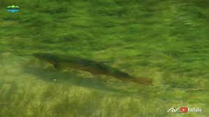 Hucho hucho) je slatkovodna, brza riba koja pripada porodici pastrmki. Crnomgorom Riba Mladica Skrka Crna Gora Facebook