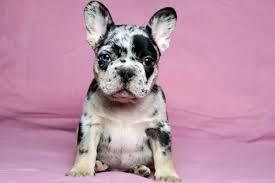 Bulldog puppies, bulldog price, french bulldog price, french bulldog breeders, french bulldog breeders near me available in the united states(usa) and canada. Merle And Tan Color Frenchies Tomkings Kennel