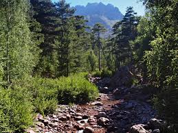 Here is a general note about corsican history during the first world war and why the corsican people has a different idea of it now. Corsican Montane Broadleaf And Mixed Forests Wikipedia