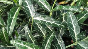 Image result for Euonymus fortunei