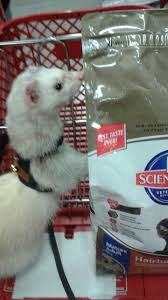 Ferrets unlimited charges $75 for a single ferret adoption8 , $125 for a bonded pair or $150 for a bonded triple. Shopping At Petco Because He Ate All The Cat S Food Petco Cat Food Ferret
